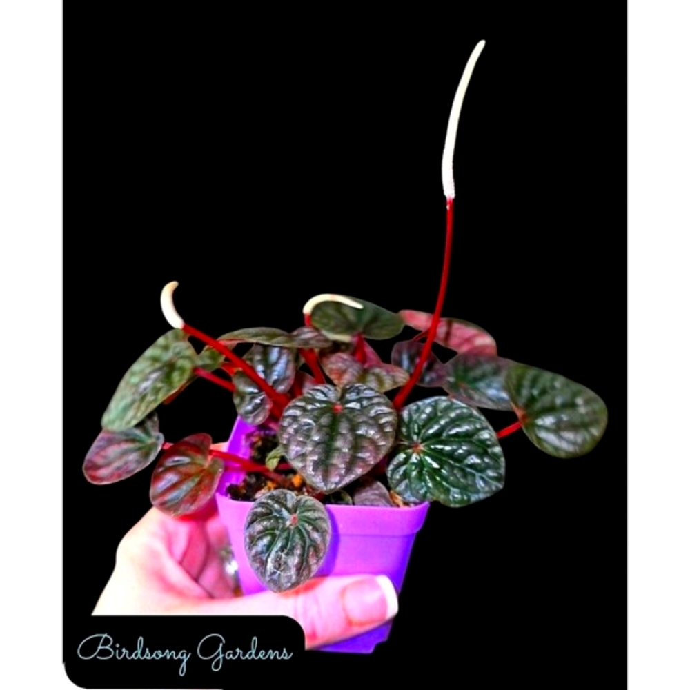 Peperomia Schumi /Red Ripple Peperomia Caperata Rooted Plant